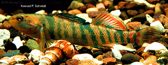 Etheostoma caeruleum Storer, 1845